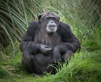 Actualmente hay 703 especies de primates en el mundo y más de la mitad están amenazadas. http://www.theguardian.com/environment/2015/nov/24/more-than-half-of-the-worlds-primates-now-on-endangered-species-list  Fotografía de un chimpancé por William Warby: https://www.flickr.com/photos/wwarby/5026590985/